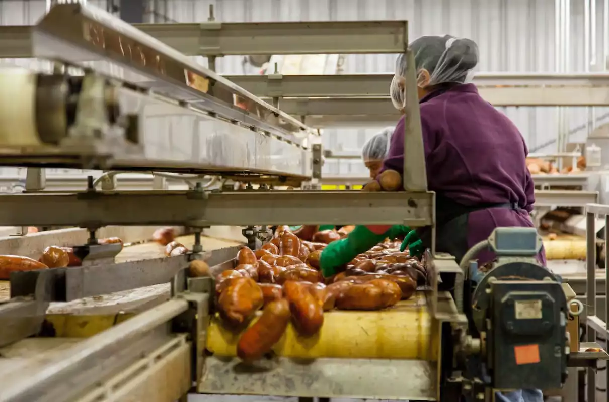 Femme épluchant des pommes de terre dans une usine